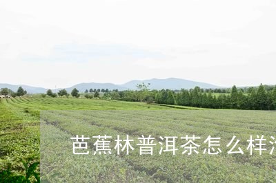 芭蕉林普洱茶怎么样泡/2023062967947