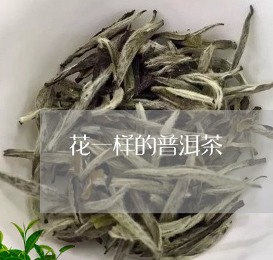 花一样的普洱茶/2023112664937