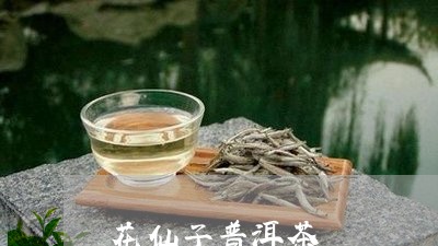 花仙子普洱茶/2023081800682