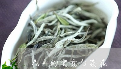 花卉的寓意白茶花/2023071105370