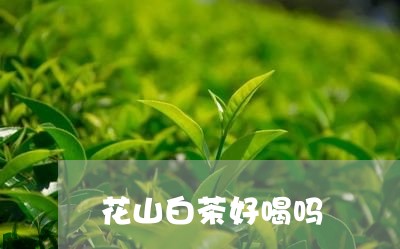 花山白茶好喝吗/2023061007271