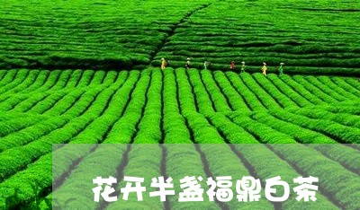 花开半盏福鼎白茶/2023071117360