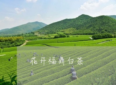 花开福鼎白茶/2023052435148