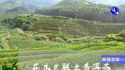 花木兰联名普洱茶/2023110892759