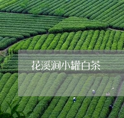 花溪涧小罐白茶/2023061074039