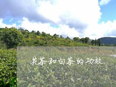 花茶和白茶的功效/2023071104736