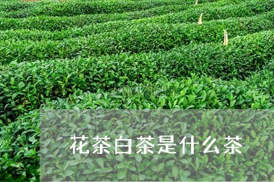 花茶白茶是什么茶/2023071189626