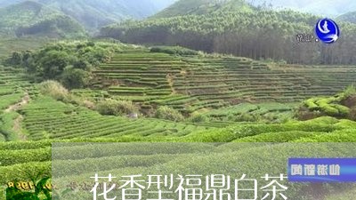 花香型福鼎白茶/2023061003959