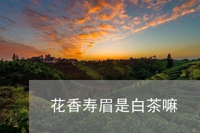 花香寿眉是白茶嘛/2023071169570