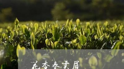 花香春贡眉/2023051191828