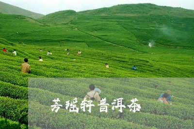 芳瑶轩普洱茶/2023042507693