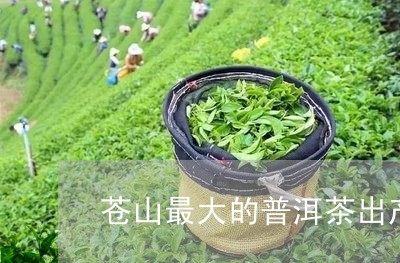 苍山最大的普洱茶出产地/2023121807147