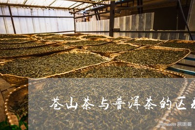 苍山茶与普洱茶的区别/2023062349582