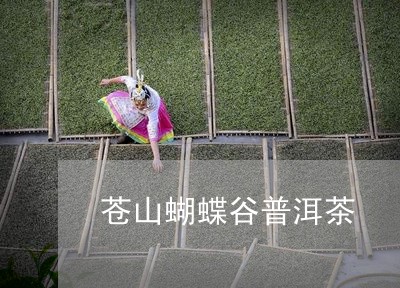 苍山蝴蝶谷普洱茶/2023112626261