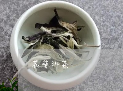 苍普洱茶/2023110875937