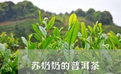 苏奶奶的普洱茶/2023112674925