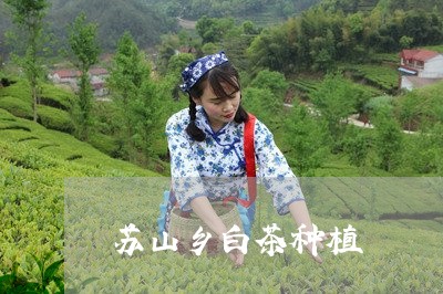 苏山乡白茶种植/2023061055259