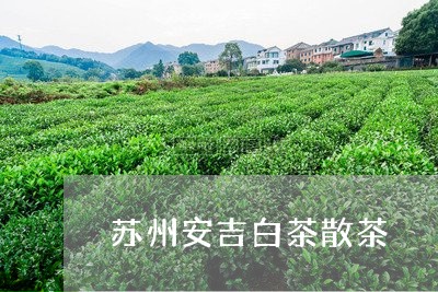 苏州安吉白茶散茶/2023071153726