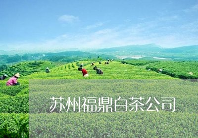 苏州福鼎白茶公司/2023071173936