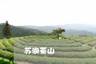 苏湖茶山/2023121905160