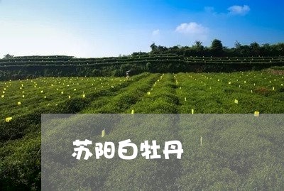 苏阳白牡丹/2023082707168