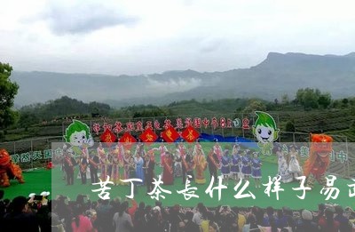 苦丁茶长什么样子易武熟茶/2023051279394