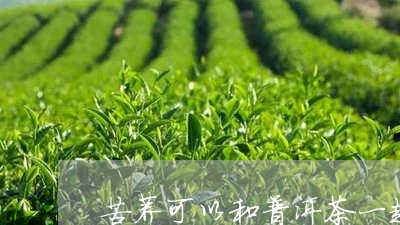 苦荞可以和普洱茶一起泡吗/2023051128484