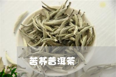 苦荞普洱茶/2023090647594