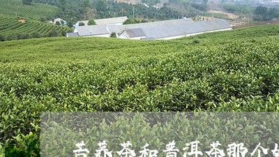 苦荞茶和普洱茶那个好/2023062283716