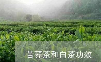 苦荞茶和白茶功效/2023071149605