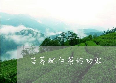 苦荞配白茶的功效/2023071128483