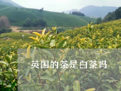 英国的茶是白茶吗/2023071137362