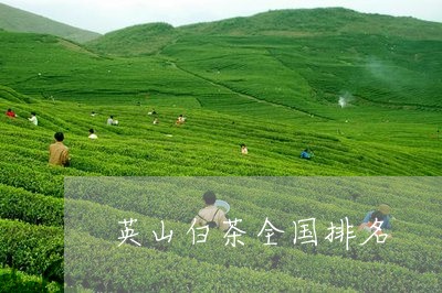 英山白茶全国排名/2023071103047