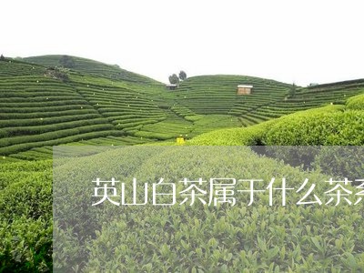 英山白茶属于什么茶系的/2023110343824