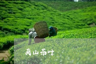 英山茶叶/2023121987949