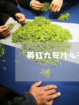 英红九号什么茶厂最好/2023092154937