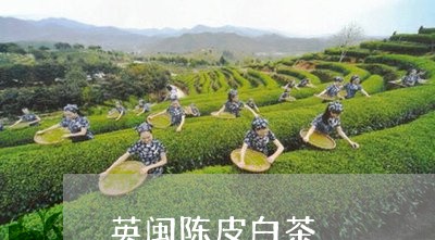 英闽陈皮白茶/2023082607369