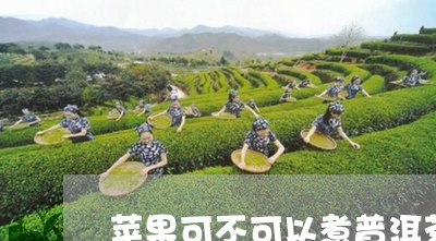 苹果可不可以煮普洱茶/2023092625037