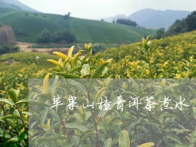 苹果山楂普洱茶煮水/2023101662706