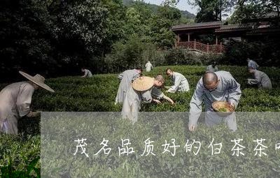 茂名品质好的白茶茶叶厂家/2023042819483