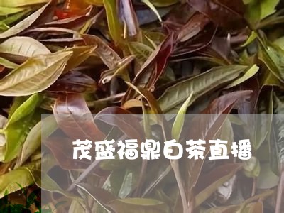 茂盛福鼎白茶直播/2023071113048