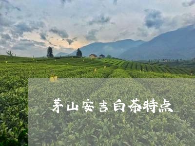 茅山安吉白茶特点/2023071105168