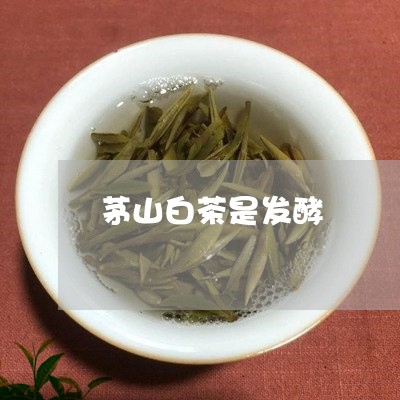 茅山白茶是发酵/2023061052714