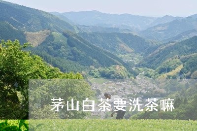 茅山白茶要洗茶嘛/2023071135026