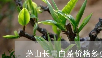 茅山长青白茶价格多少钱/2023110381615