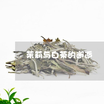 茉莉与白茶的邂逅/2023071195027