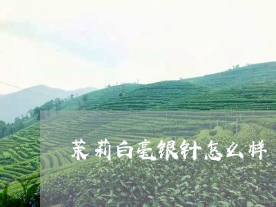 茉莉白毫银针怎么样/2023120679484