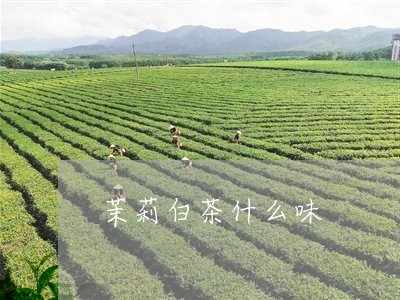 茉莉白茶什么味/2023061013171