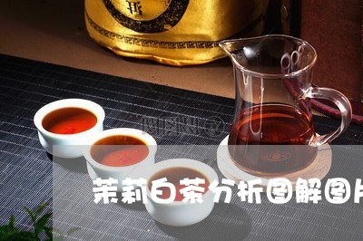 茉莉白茶分析图解图片高清/2023042812659