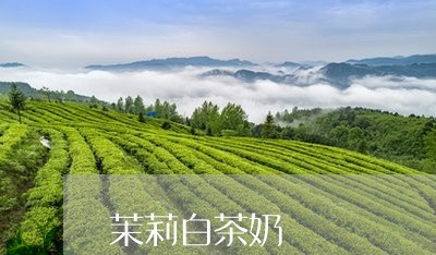 茉莉白茶奶/2023051147472